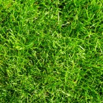 德克萨斯州达拉斯最好的草坪类型是什么?