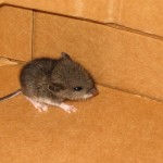 蟑螂和老鼠:关于奥斯汀住宅的21个可怕数据