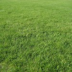 佛罗里达州杰克逊维尔最常见的草类型