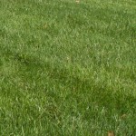 ManBetX万博官方网站LawnStarter调查:草坪护理供应商对2016年非常乐观