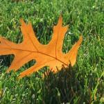 北卡罗来纳州罗利的秋季草坪护理小贴士