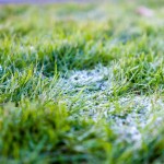 坦帕市冬季草坪护理准备指南