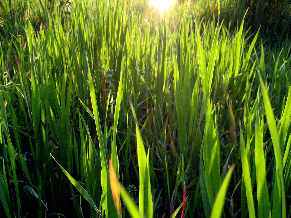 sun_in_tall_grass