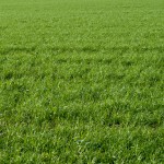 巴吞鲁日，洛杉矶草坪的5种最佳草地类型