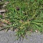 路易斯安那州巴吞鲁日市常见的8种杂草(以及它们能告诉你什么)