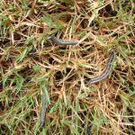 马里兰州巴尔的摩常见的草坪疾病和害虫