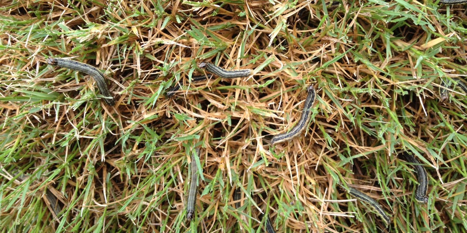陆军蠕虫破坏草坪