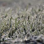 俄亥俄州辛辛那提市冬季草坪护理指南