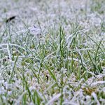 田纳西州孟菲斯市冬季草坪护理小贴士