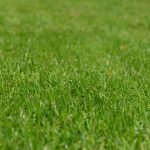 马里兰州巴尔的摩春季草坪护理的4个建议