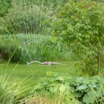为康涅狄格州哈特福德的草坪浇水的6个小贴士