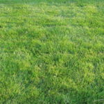 马里兰州巴尔的摩草坪的4种草类型