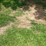 康涅狄格州哈特福德常见的草坪害虫