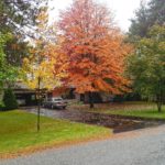 华盛顿州西雅图秋季草坪护理提示
