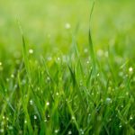 4 Best Grass Types for Seattle, WA
