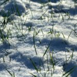 如何修复冬天对草坪的损害