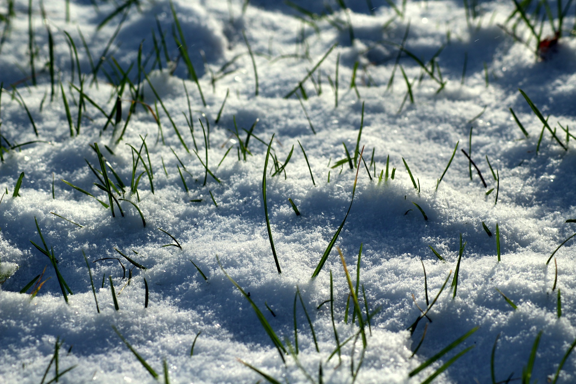 随着冬去春来，可能会发现受损的草坪需要护理恢复健康