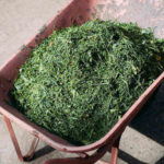 Mulch Your Grass Clippings for a Healthy Lawn