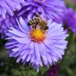 如何建立一个对蜜蜂友好的草坪来帮助传粉者
