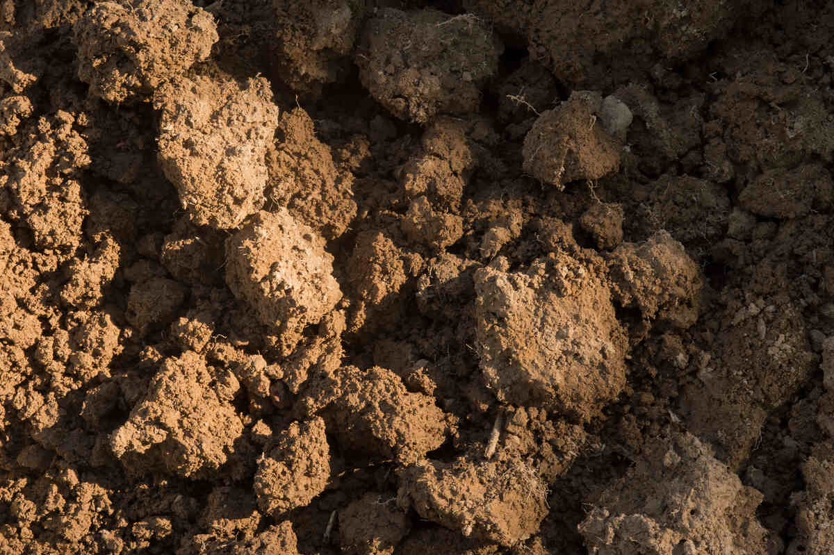 滋润健康的土壤。美国农业部照片由兰斯张