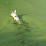 住在水边?用湖泊友好型草坪护理防止藻类繁殖