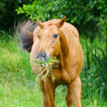 剪下来的草会让马、宠物、家畜生病