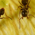 防治蚂蚁害虫:基本指南