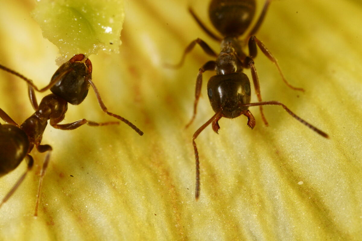 蚂蚁吃花粉