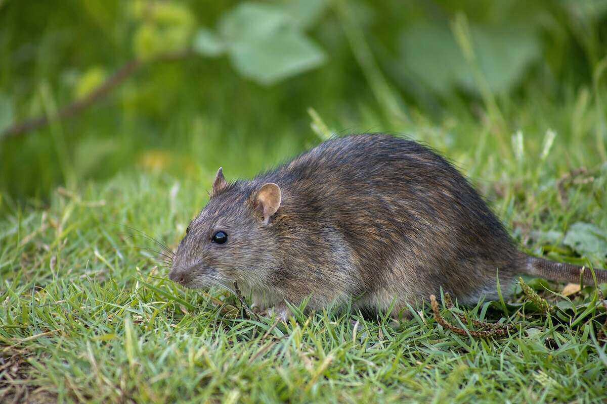 草地上的棕色老鼠