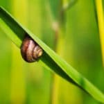 花园里的蜗牛能吃吗?