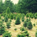 亚特兰大人在哪里可以找到活的或预先砍好的圣诞树