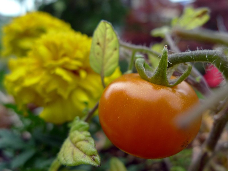番茄得益于伴生种植。
