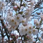 在华盛顿特区种植自己的樱桃树