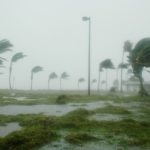 坦帕院子里的5棵抗飓风树