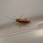 臭虫，蟑螂:在里士满的家里防虫的专家建议