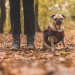 美国12条最适合狗狗的徒步旅行路线