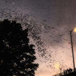 疯狂的想法:用奥斯汀的蝙蝠来对付蚊子