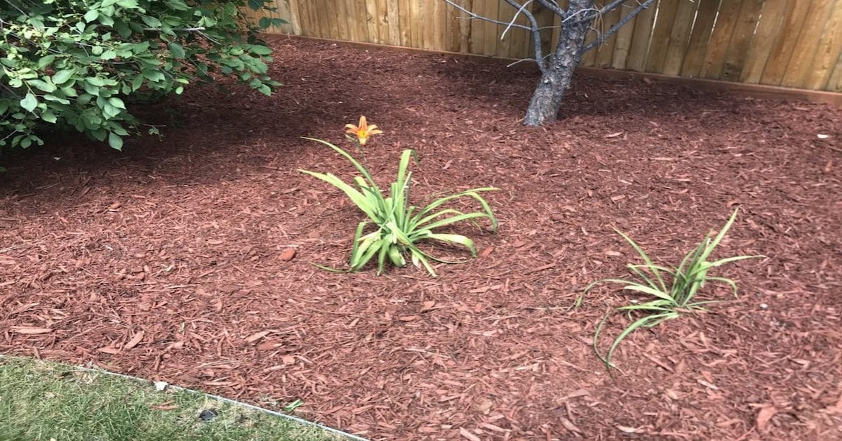 木屑覆盖物的床可以阻止杂草，并帮助黄花菜的颜色在后院景观中流行。