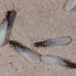 4种看起来像白蚁的虫子以及如何识别它们