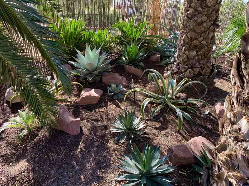 龙舌兰和棕榈树