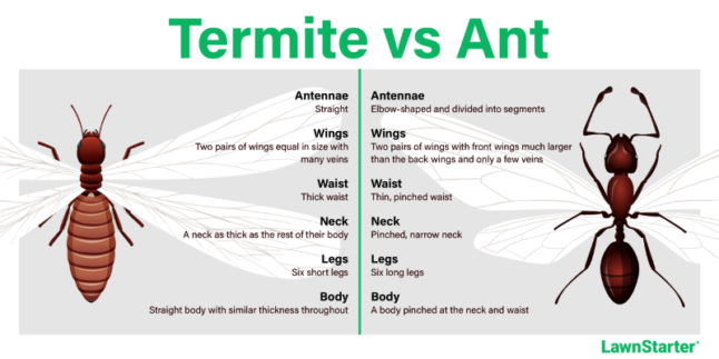 白蚁vs蚂蚁信息图