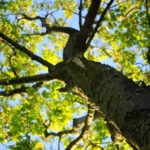 9种围绕树木景观的方法