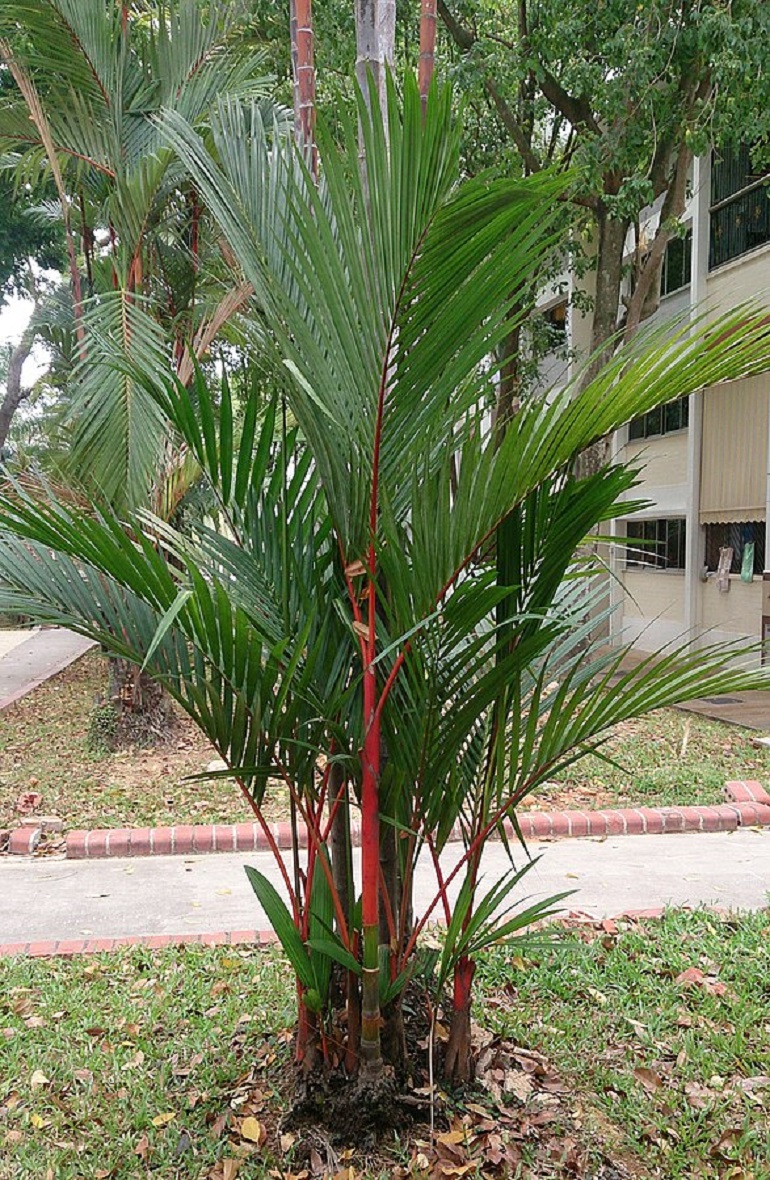 口红棕榈树的特写，红色的树干和绿色的叶子