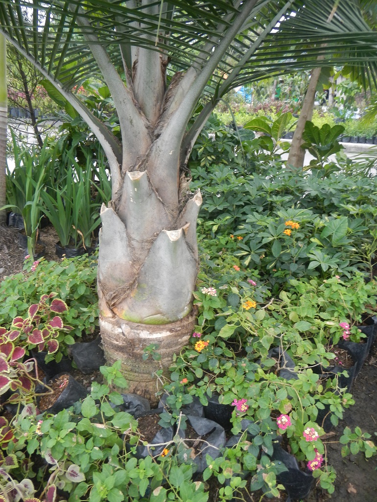 小棕榈树的树干，周围有花、藤蔓和其他植物