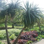 如何在坦帕市种植棕榈树