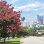 How to Landscape with Trees in Raleigh