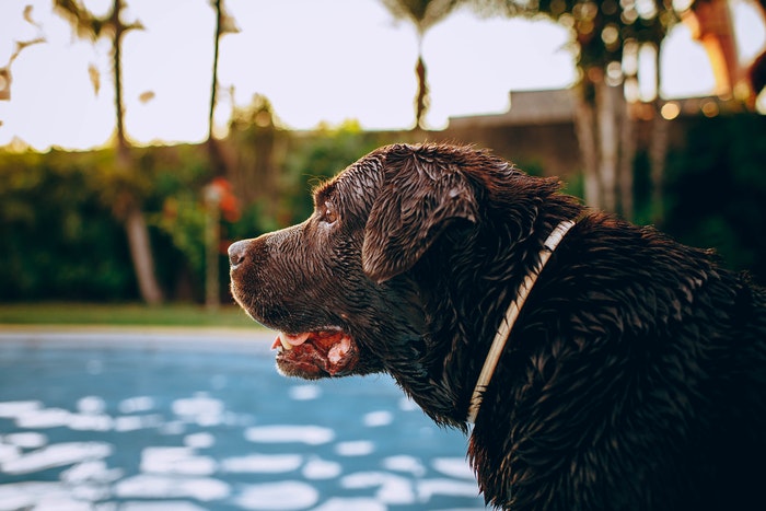 狗在泳池边张望