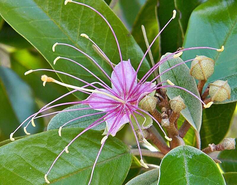 牙买加刺山柑灌木的粉红色花