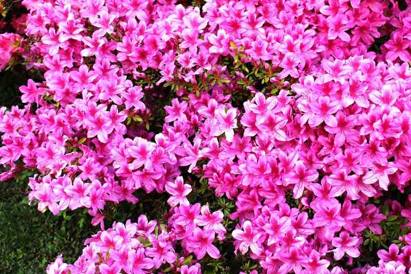 开满粉红色花朵的杜鹃花丛