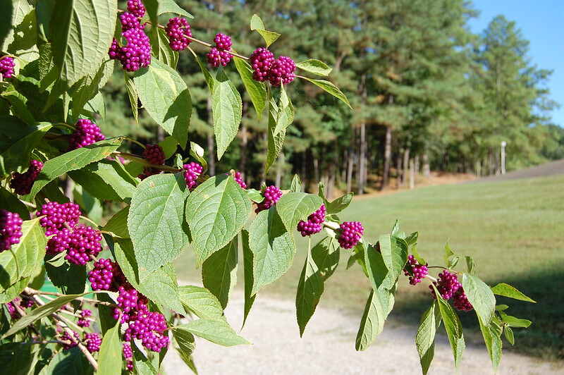 美莓树枝上有一簇簇明亮的紫色浆果